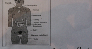 Human Endocrine System