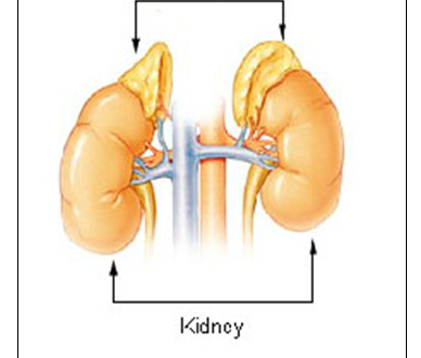 Adrenal Glands