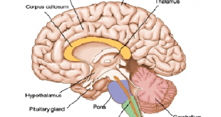 Human Nervous System