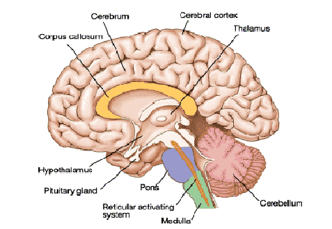 Human Nervous System