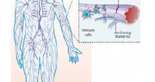 Lymphatic System