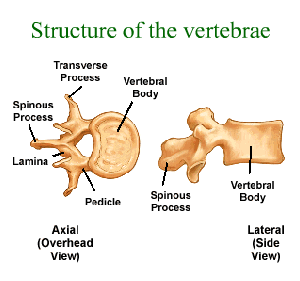 Vertebrae Structure